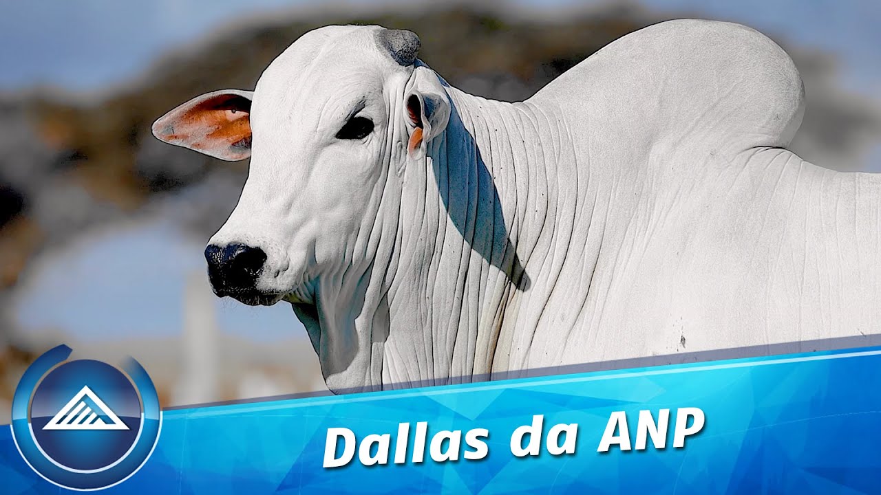 Dallas da ANP
