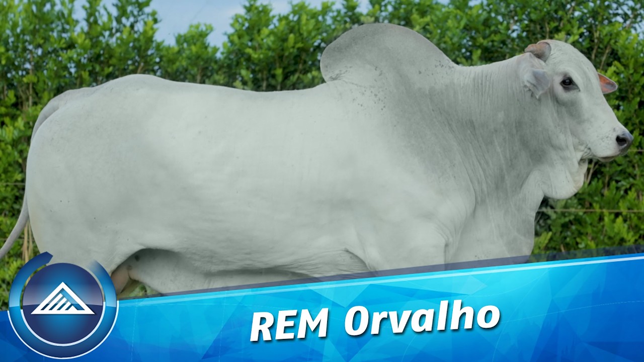 REM Orvalho