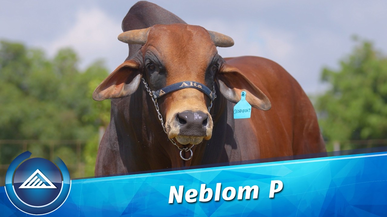 Neblom P