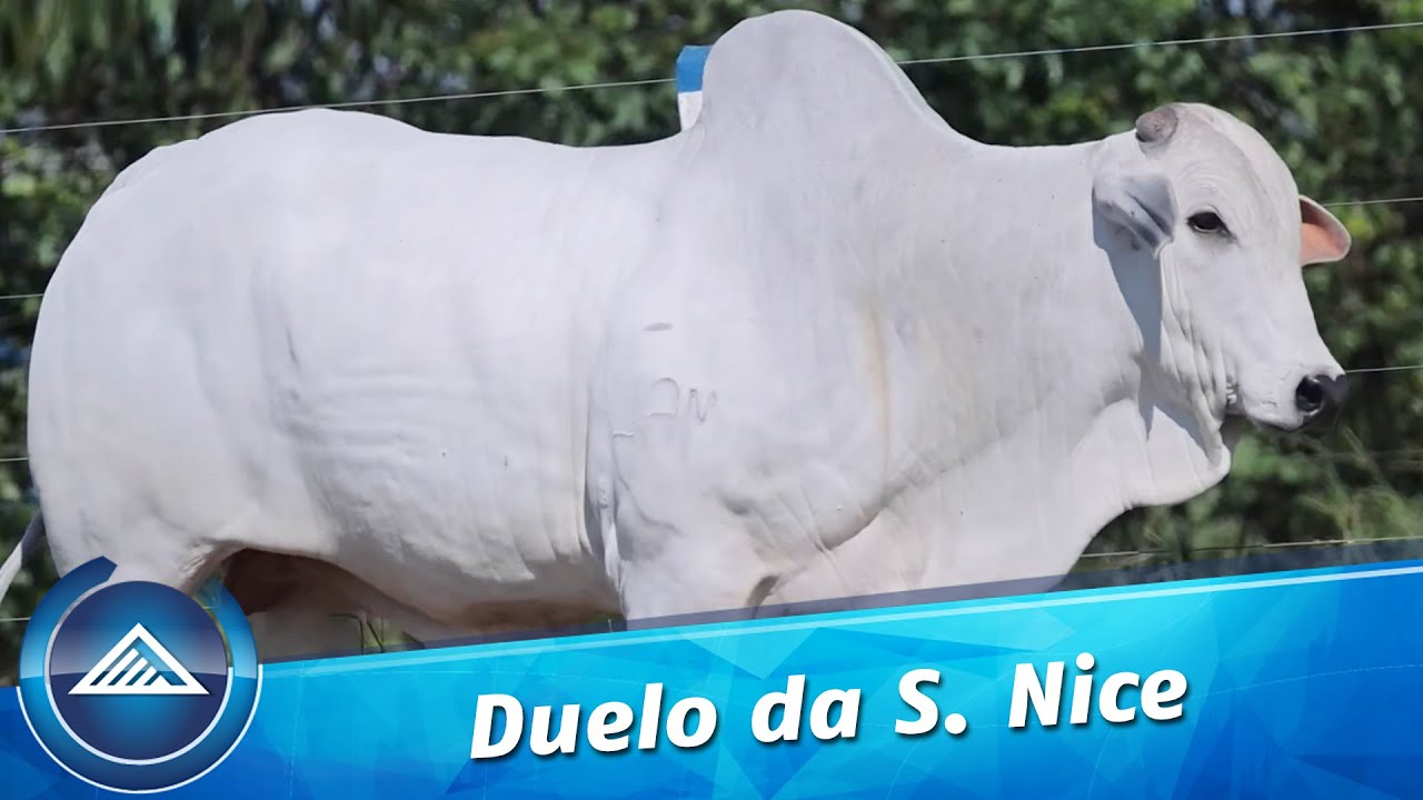 Duelo da S. Nice