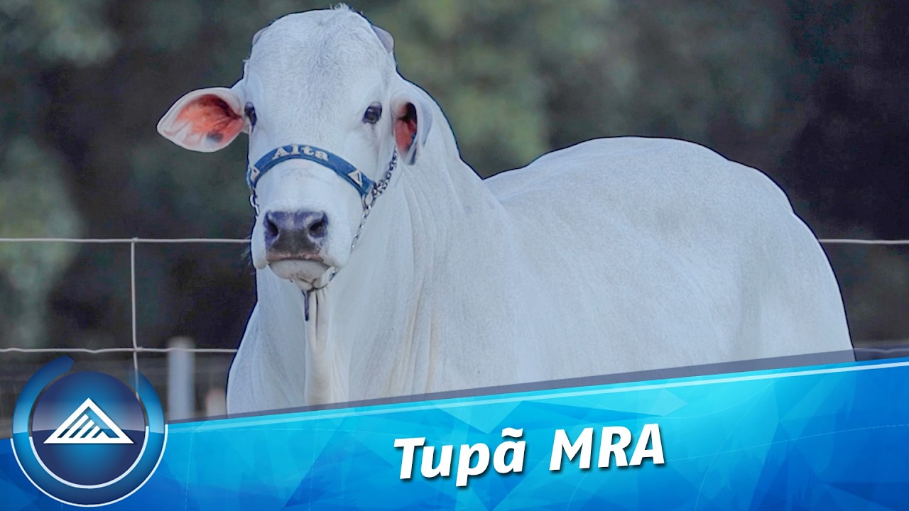 Tupã MRA