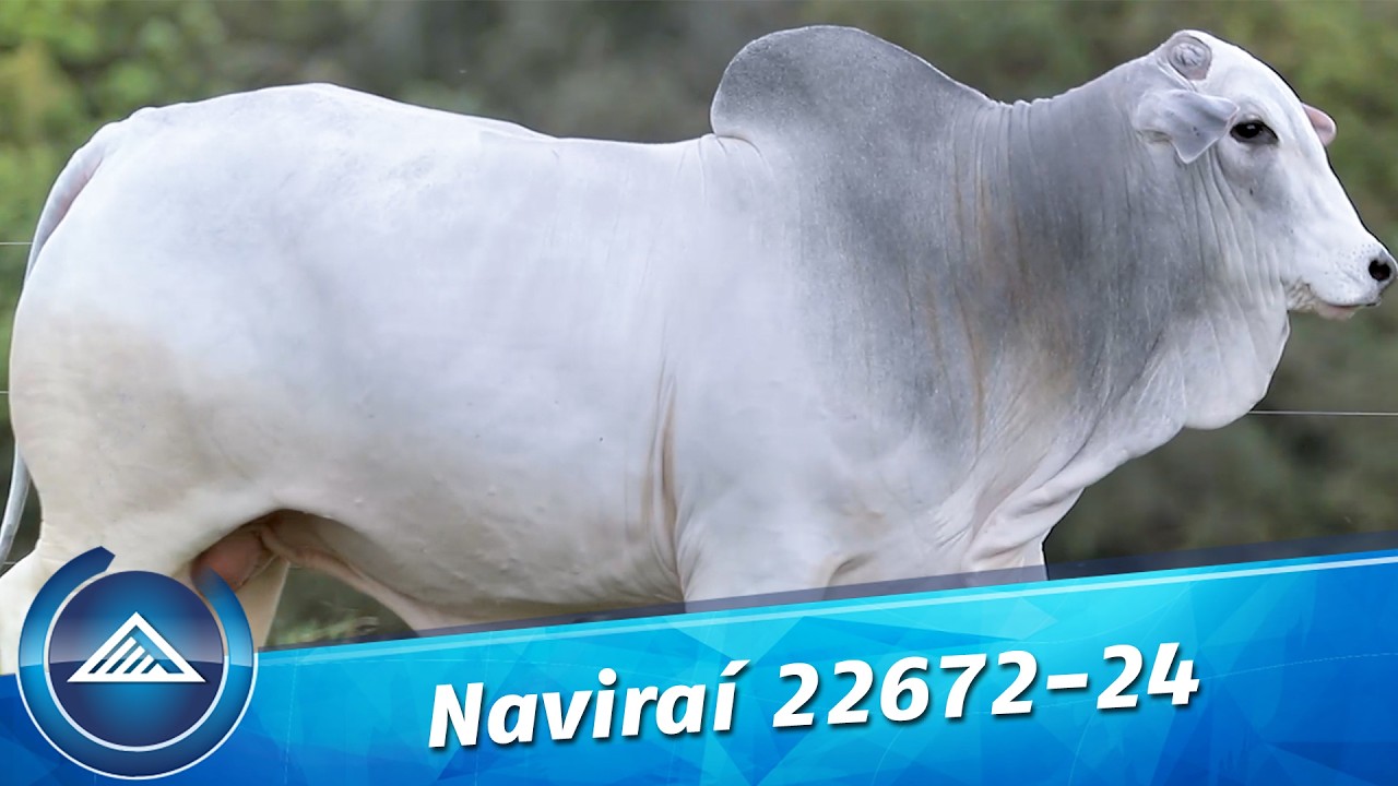 Naviraí 22672-24