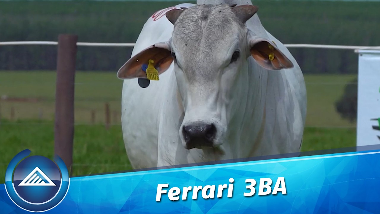 Ferrari 3BA