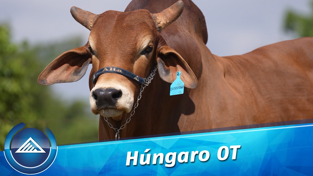 Húngaro OT