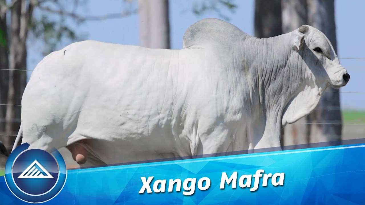 Xango Mafra