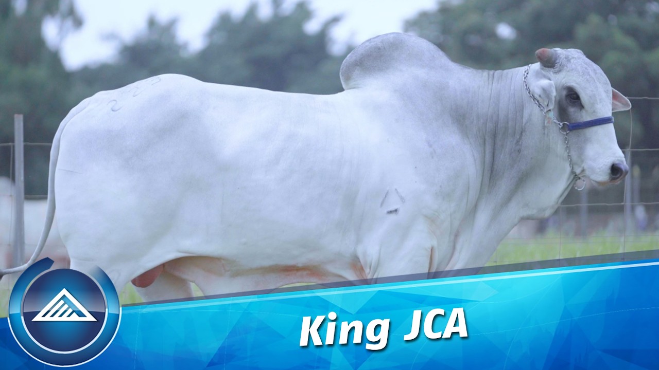 King JCA