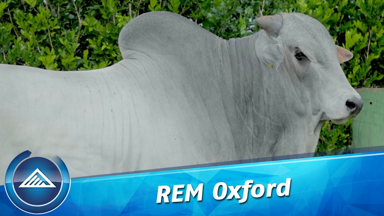 REM Oxford