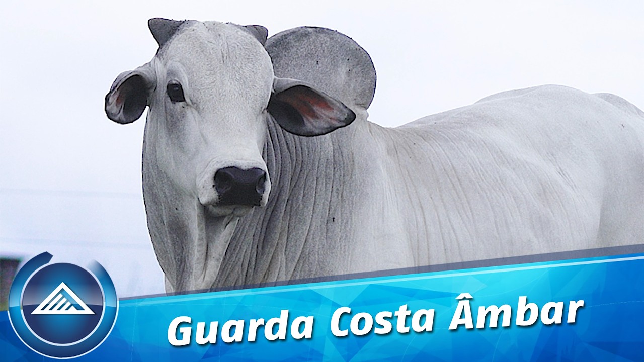 Guarda Costa Âmbar 