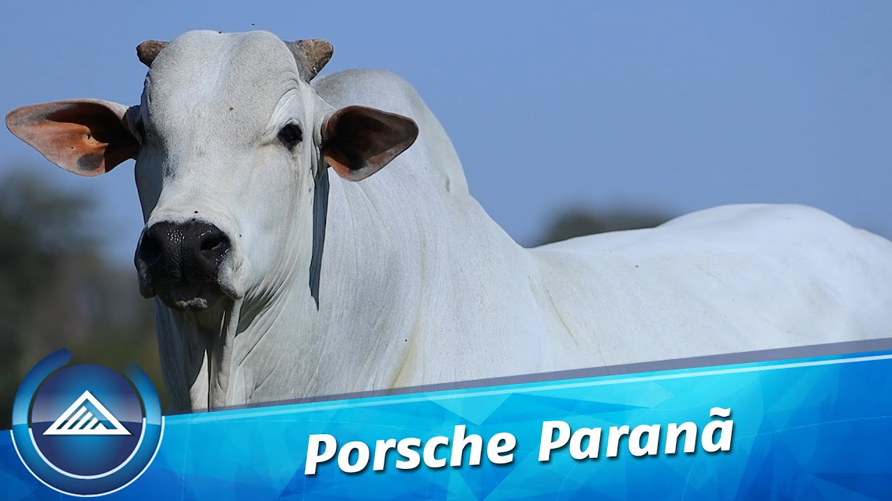 Porsche Paranã