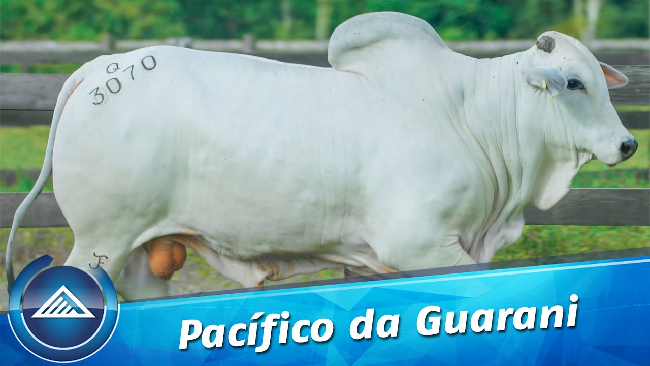 Pacífico da Guarani
