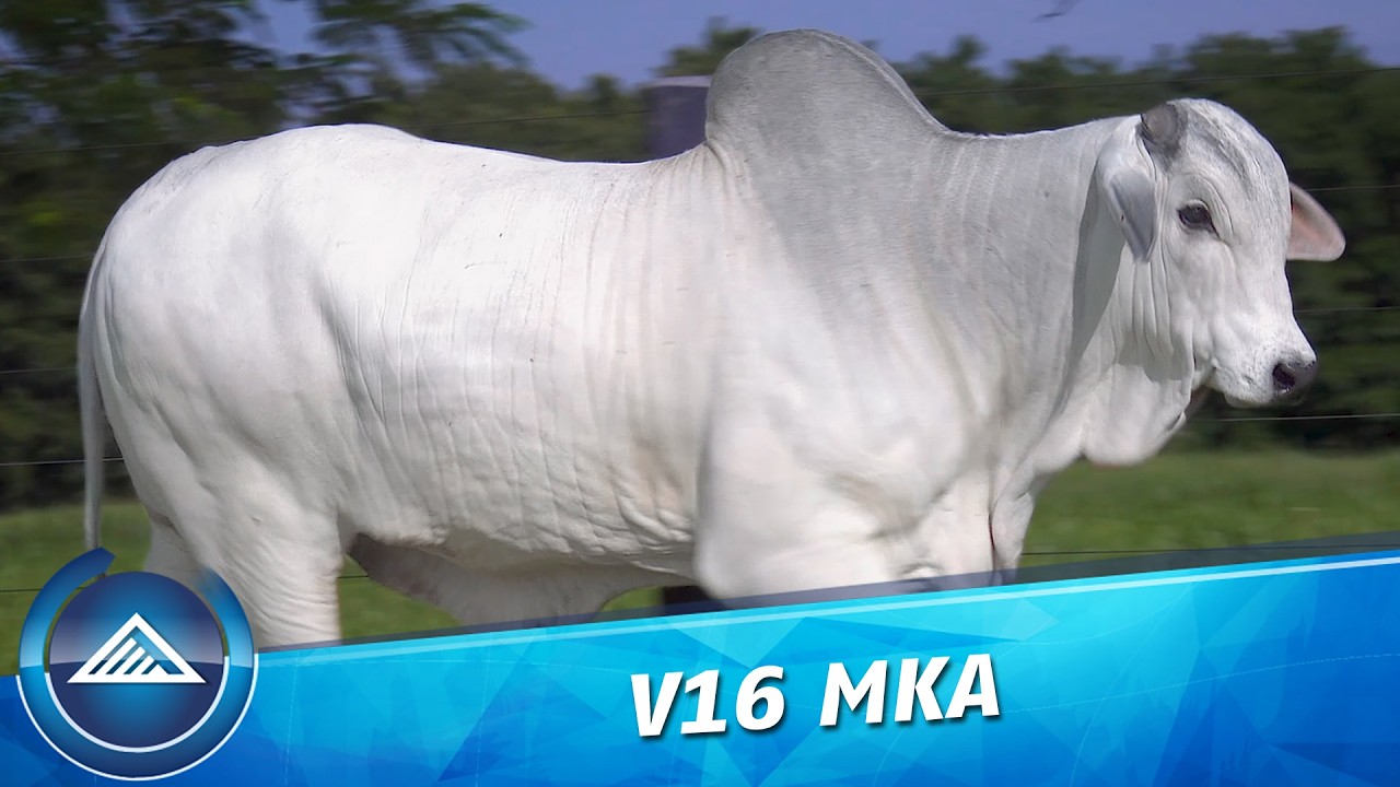 V16 MKA