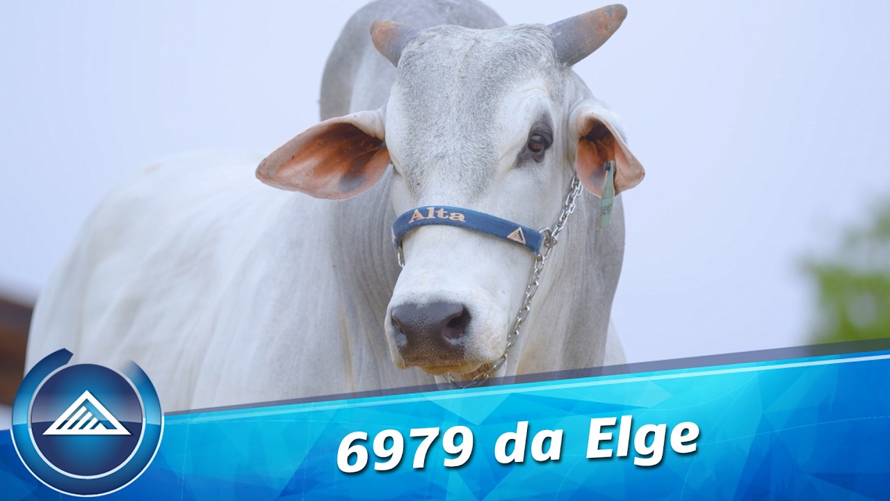 6979 da Elge