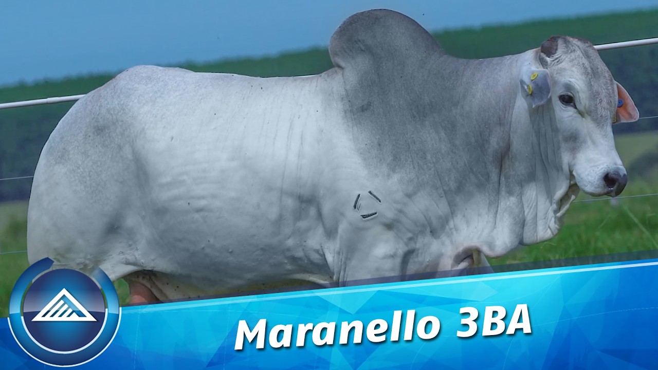 Maranello 3BA