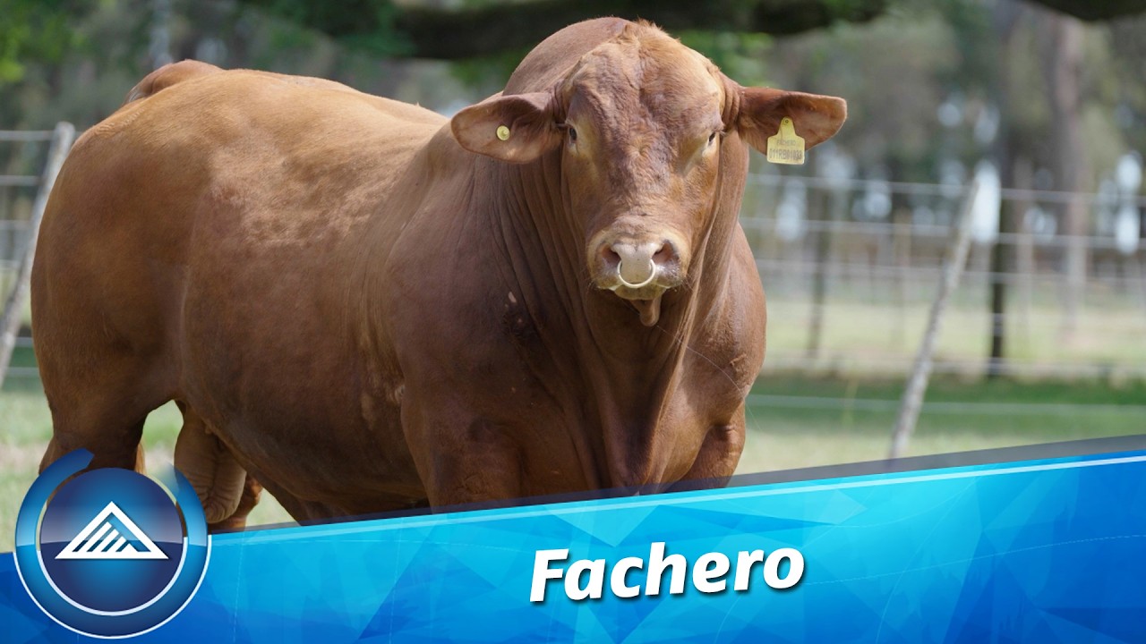 Fachero
