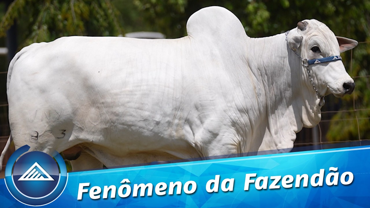 Fenômeno da Fazendão