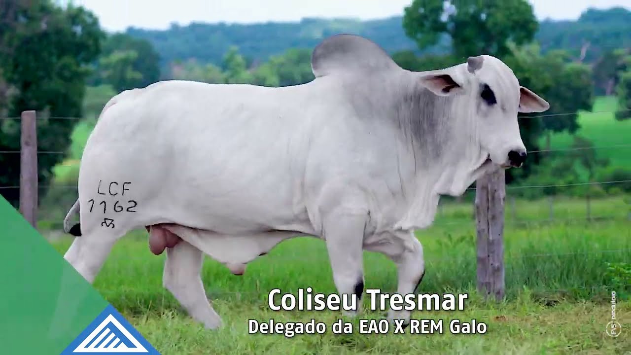 Coliseu Tresmar