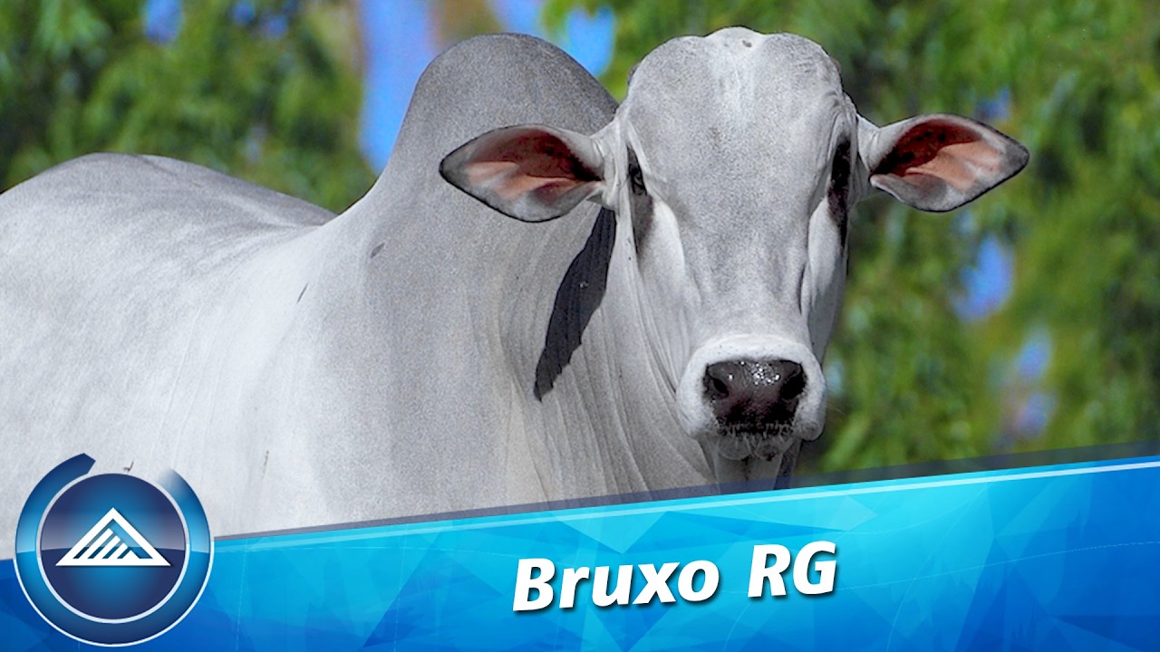 Bruxo RG